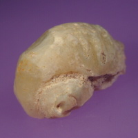 Opalized Potch Snail Fossil